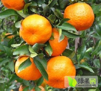 2014年湖北点军椪柑价格