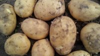 2014公主岭土豆俏销大江南北