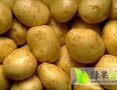 吉林扶余延薯四号土豆随行就市