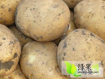2014年吉林扶余延薯四号价格
