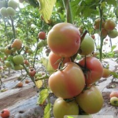 长阳文家李建明9月以色列西红柿