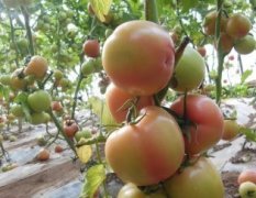 长阳文家李建明9月以色列西红柿