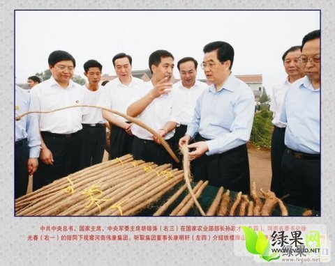 2014年山东单县九斤黄山药价格