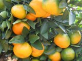 湖北松滋温州密柑柑橘聚焦市场