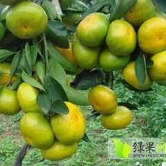 常德石门特早熟蜜桔