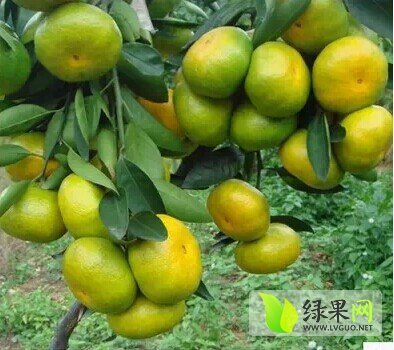 2013年湖南石门温州密柑价格