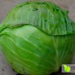 新野甘蓝随行就市,绿欣张先生诚信合作