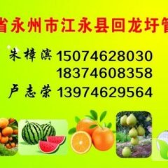 湖南江永迥峰蜜桔柑橘随行就市