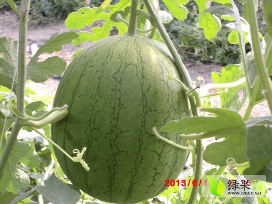 早春红玉价格