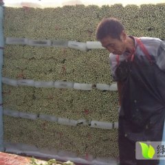 淄博金皇后芹菜