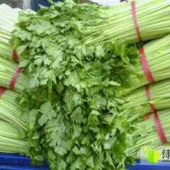 山东法国皇后芹菜
