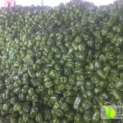 山东青州郑母镇大量圆椒上市 质优价廉