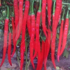 忻府辣椒质量上乘,北义张小飞诚信合作