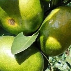 宜都柑橘质量特别好 全部薄皮 口感佳
