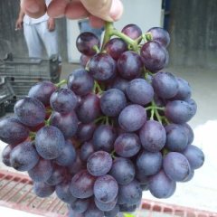 2014栖霞葡萄再不来就没机会了！