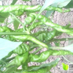 2014青州辣椒现在订货有惊喜