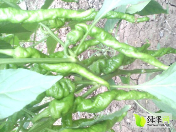 2014年山东青州羊角椒价格