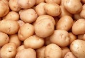 吉林扶余延薯四号土豆名优产品
