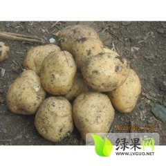 吉林公主岭延薯四号土豆口感好，适合冬储