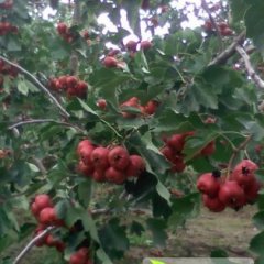 绛县山楂个头大 颜色鲜亮 口感酸甜