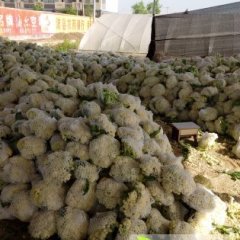 沛县菜花货源充足 常年供应