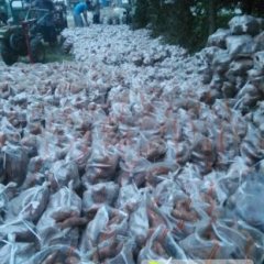 山东邹城红薯著名品牌 欢迎选购