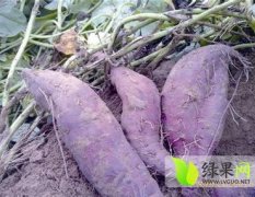 江苏东海紫薯红薯果形好无虫害
