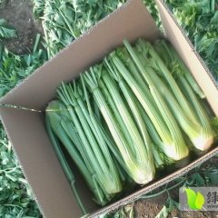 河南黄心娃娃菜 西芹菜种植基地欢迎您