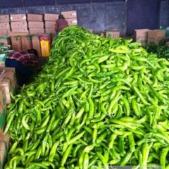 2014青州辣椒再不来就没机会了！