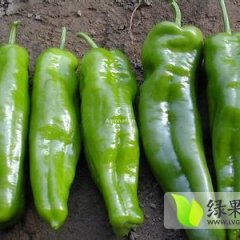 夏邑何庄赵光荣9月巨无霸辣椒