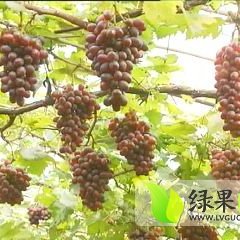 威县葡萄果穗大 肉质细腻 味浓甜