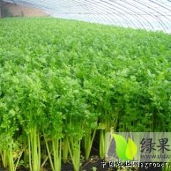 铜山县精品西芹即将大量上市 欢迎前来收购