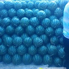 西瓜在高温中遭遇冷场，瓜农在焦虑中体会无奈