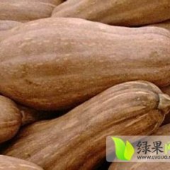 2014淅川南瓜今年价格有看点