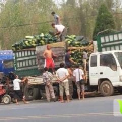 沁阳崇义黑优大冬瓜条形好 瓜大颜色黑亮