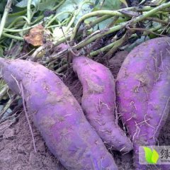 株洲30亩紫薯自己种植 欢迎来电洽谈