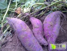 株洲30亩紫薯自己种植 欢迎来电洽谈
