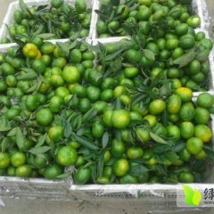 湖南澧县双龙早熟桔子柑橘营养丰富