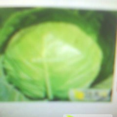 钟祥甘蓝颜色鲜 肉质厚实 口感特别好