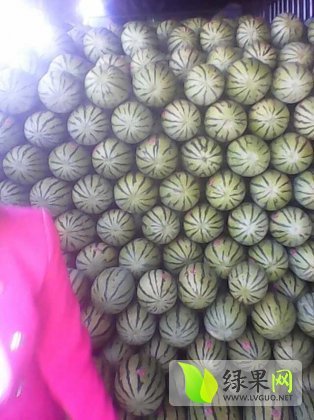 金花一号价格