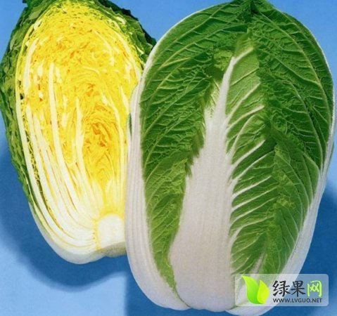 2014年辽宁凌海韩国黄心白菜价格