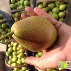 本人现有红香酥香梨7吨 皮薄汁多 脆甜香