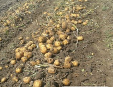 扶余现有大量土豆出售 保质保量