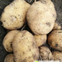 昌图秋季土豆产量高 质量过关