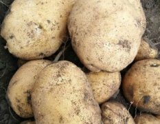 昌图秋季土豆产量高 质量过关