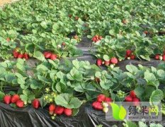 江苏沭阳大量出售各种草莓苗 欢迎来基地考察