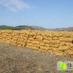 河北围场荷兰十五土豆香甜可口