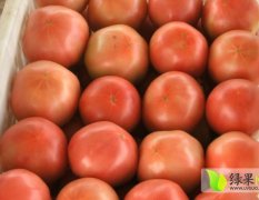 安丘西红柿品种好 价格低 欢迎来选购