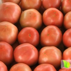 安丘西红柿品种好 价格低 欢迎来选购