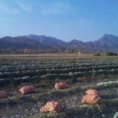 肃州洋葱耐运输 无公害 品质优